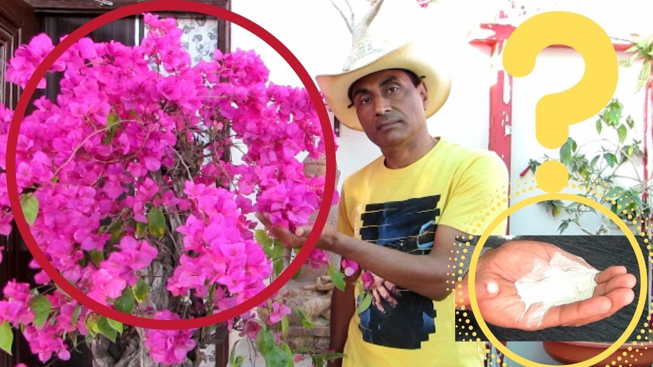 Bougainvillea Not Blooming? YouTube