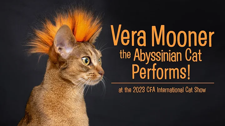 Video 11260901: abyssinian cat, cfa international cat show, cat old