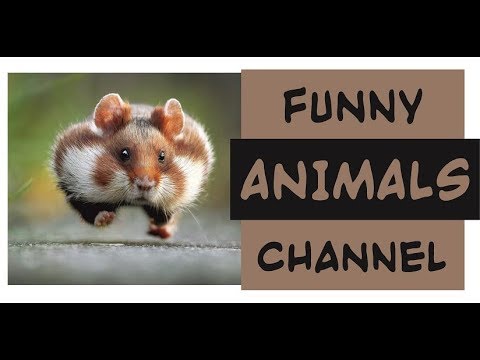 watching-funny-animals-compilation-|-funniest-animals-2020-#4