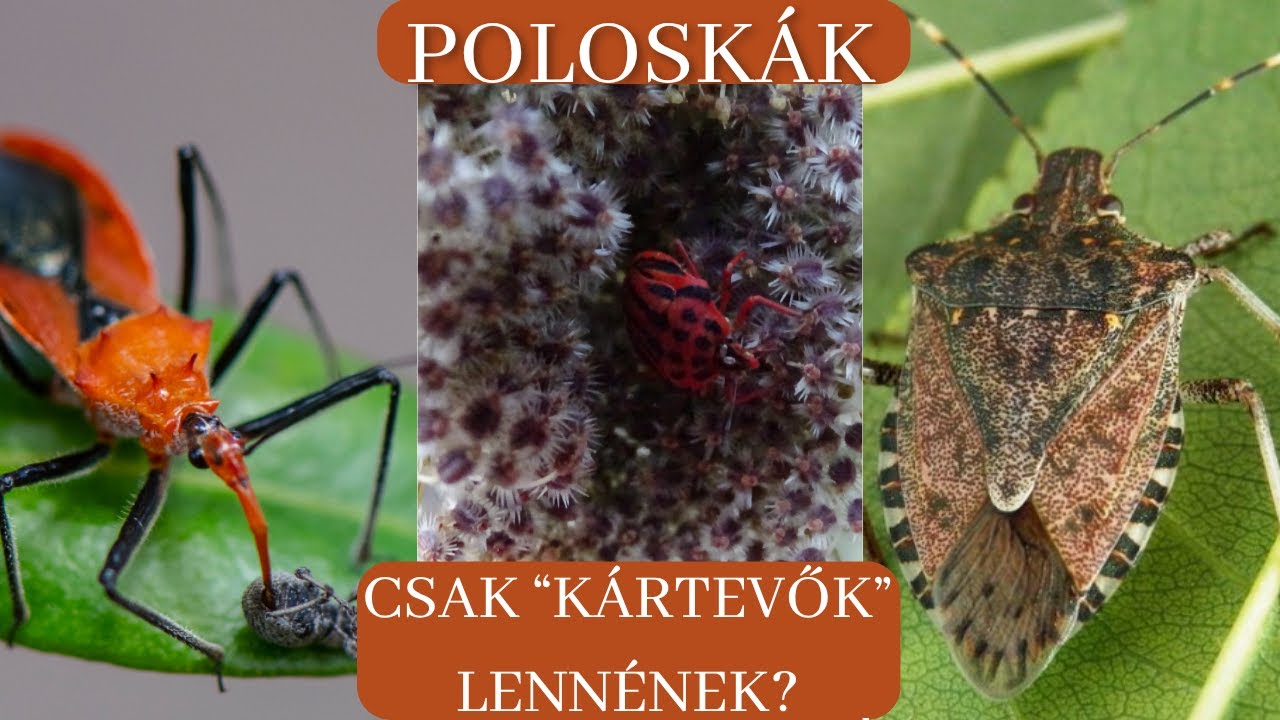 Tudtad, hogy a poloskák ennyire sokfélék lehetnek? 1.rész