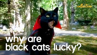 Are Black Cats Lucky?