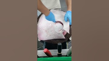 Proper Way to Cut a Stingray | Beginner Friendly #shortsvideo #shortsviral #shorts #viral