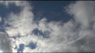 Голуби Николаевские серпастые атакует облака