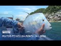 PESCARIA COSTEIRA com JUMPING JIG | Saltwater | Fish TV