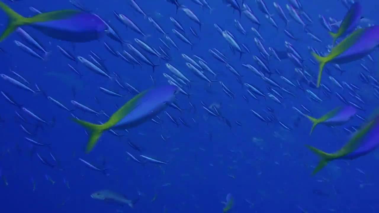 Poisson ballet - YouTube