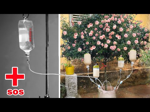 Video: Cherimoya Bitki Bakımı: Muhallebi Elma Ağacı Yetiştirmek İçin İpuçları
