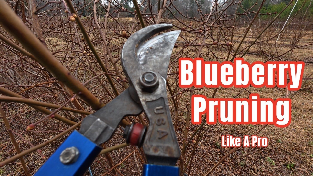 Pruning Blueberry Bushes All Day (This Is the Part Nobody Sees)