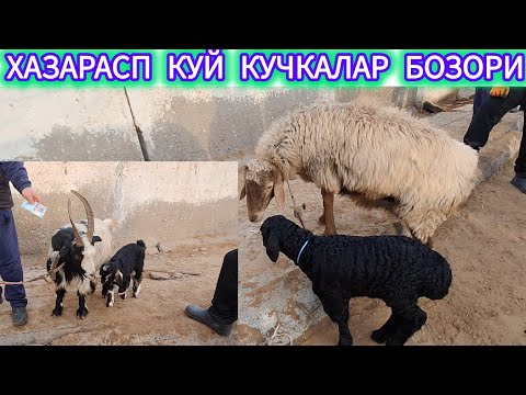 ХОРАЗМ ХАЗАРАСП КУЙ КУЧКАЛАР БОЗОРИ АНИК НАРХЛАРИ 19 ЯНВАРЬ 2025-ЙИЛ !!! ХОРАЗМ ОБЗОР