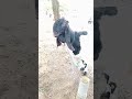 anak kambing domba goat #kambing #domba #embek #goat
