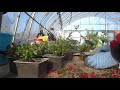 花後の植え替え　久留米つつじ