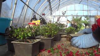 花後の植え替え　久留米つつじ