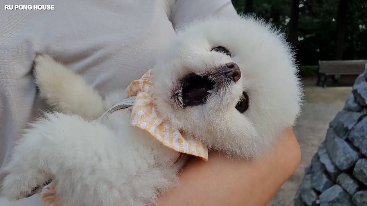 우리 같이 산책할까? [#15 이거 놓으라곩! 와아앜!앍!! 고양이를 또 만난 강아지]