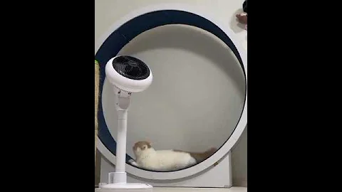 Video 9338061: cat exotic shorthair kitten, exotic shorthair cat breed, shorthair cat facts, shorthair cat animals, exoticshorthair