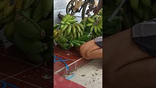 jangan sampai salah ikat pisang#banana