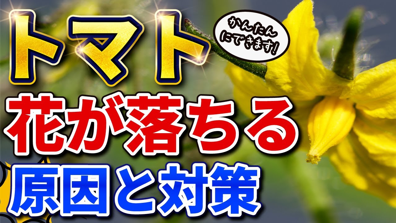 トマト栽培 花が落ちる原因と対策 家庭菜園 Youtube トマト栽培 花が落ちる原因と対策 家庭菜園 Youtube