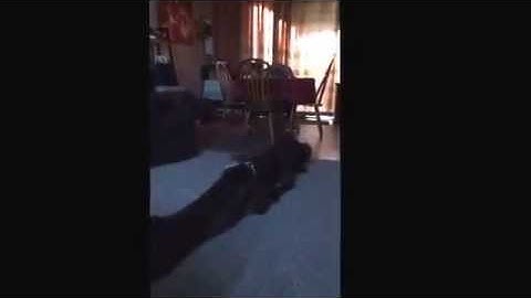 Lily and Gunther Pudelpointers playing with the rope.