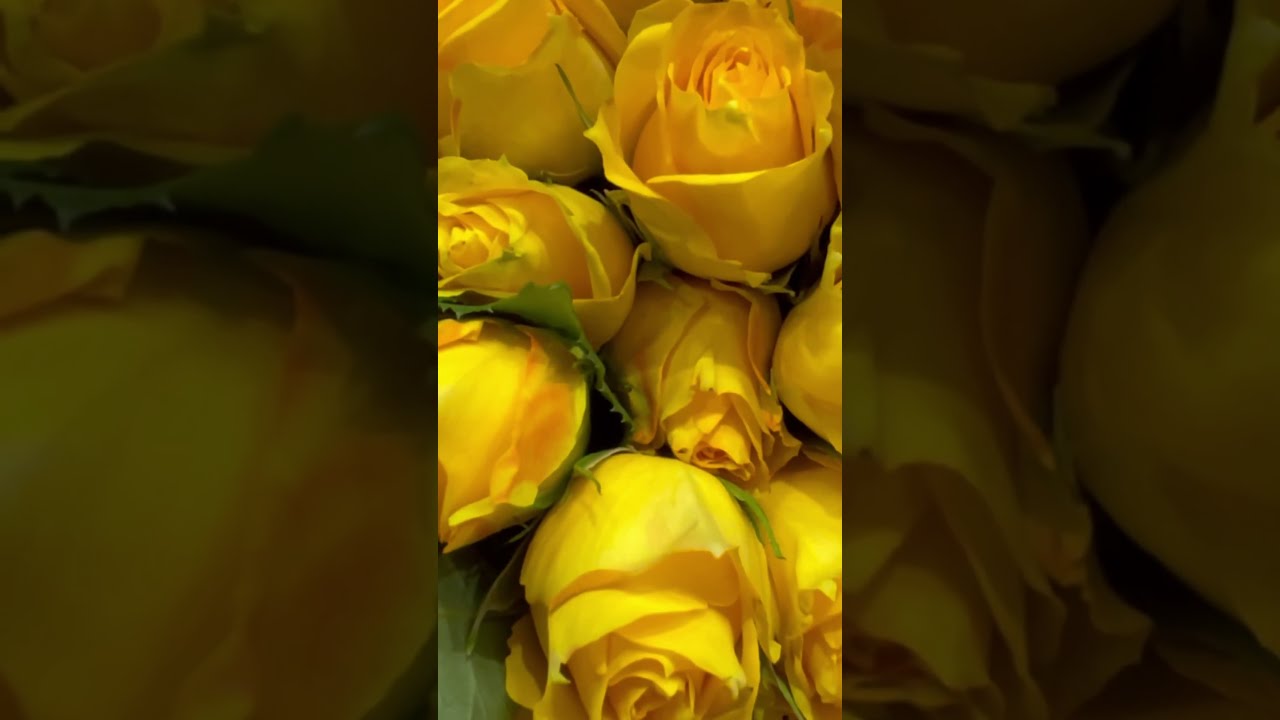 Which Color ROSE Do You Like The Most flowers satisfying shots Which Color ROSE Do You Like The Most flowers satisfying shots
