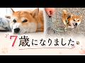 柴犬こむぎが７歳のお誕生日を迎えました！