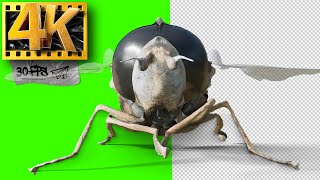 Fly | Insects Green Screen  - Footage 4K