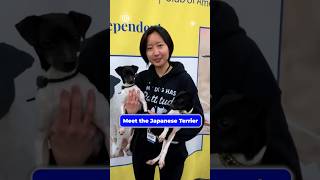Meet the Japanese Terrier
