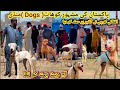 Pakistan ki sab sy bahtareen dog  mandi  part 199  special dogs market