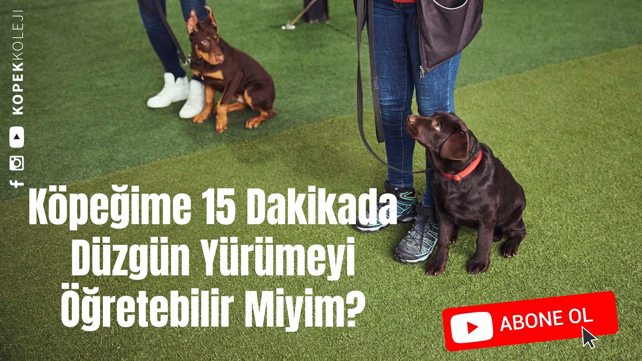 Köpeğime 15 Dakikada Düzgün Yürümeyi Öğretebilir Miyim?