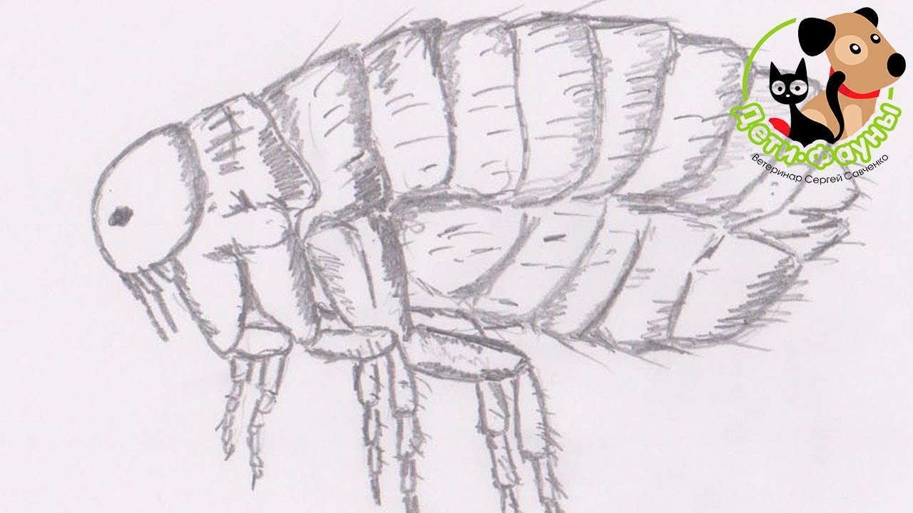 Блоха рисунок карандашом