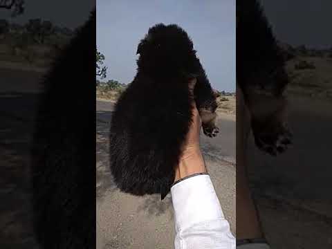 German Shepherd double coat puppy available - YouTube