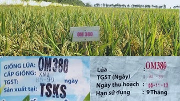 OM380 ngắn ngày và OM380 dài ngày!