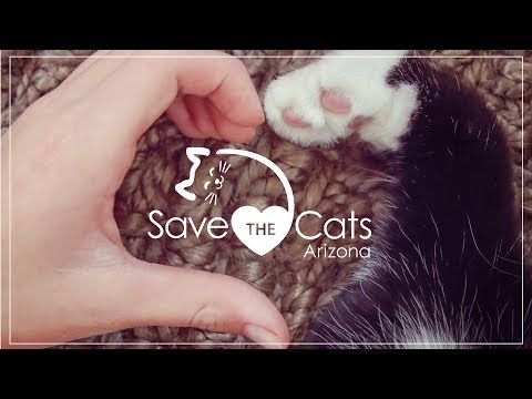 Making a difference for abandoned cats