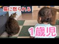 暴れすぎて猫に説教される1歳児。vol.1177