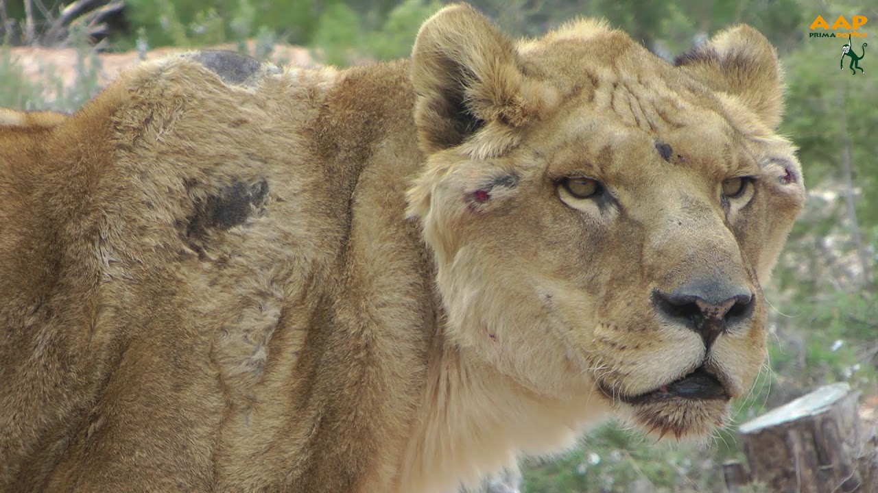 Los leones Govani y Silas, del carromato de circo a la tierra firme