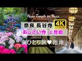 [4K]2026事前予習 #長谷寺 #奈良  #アジサイ 登廊めぐり 女ひとり旅/ 歴史ある建物と色彩に圧巻です! #観光スポット #アクセス方法 #開花状況 #奈良長谷寺