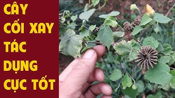 Những tác dụng cực quý của cây cối xay - giá bán cây cối xay mới nhất