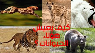 كيف يعيش الأسد الأبيض &الفهد&الأسد الافريقي&الضبع&الدب في حديقه الحيوانHOW predators LIVE IN ZOO? P2