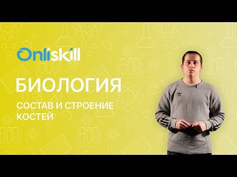 Биология 8 класс: Состав и строение костей