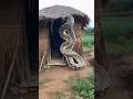 This Beast Scares the Dogs #youtubeshorts