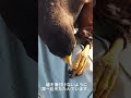 人には懐かない猛禽の求愛行動。
