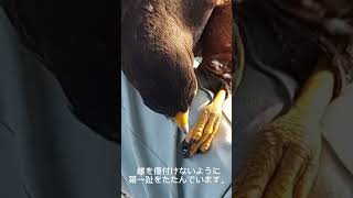 人には懐かない猛禽の求愛行動。