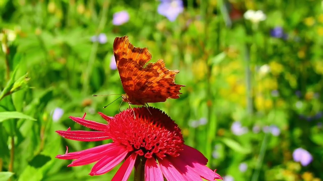 FREE BLAST SHOCKWAVE SMOKE VN APP editing logo 