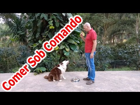 Vídeo: Como Treinar Um Cachorro Para Secar Comida