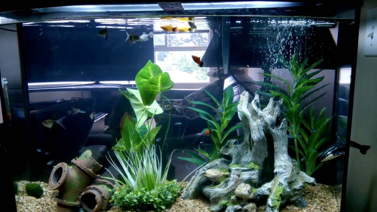 Feeding the Fish - Home Aquarium