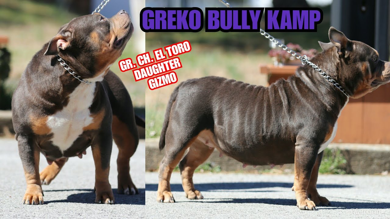 el toro american bully