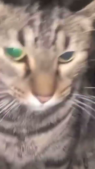 Wah Wah Wah That's What You Literally Sound Like Cat Meme