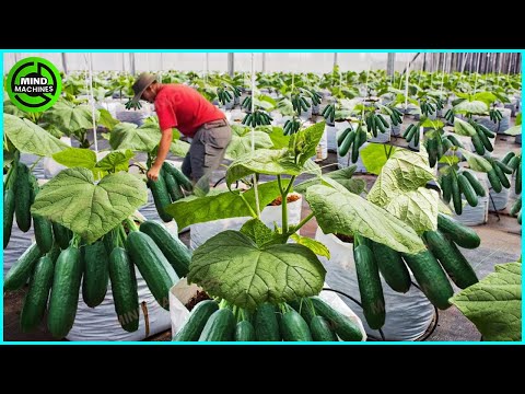 The Most Modern Agriculture Machines That Are At Another Level, How To Harvest Cucumbers In Farm