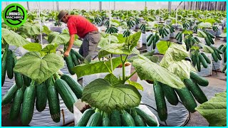 The Most Modern Agriculture Machines That Are At Another Level, How To Harvest Cucumbers In Farm