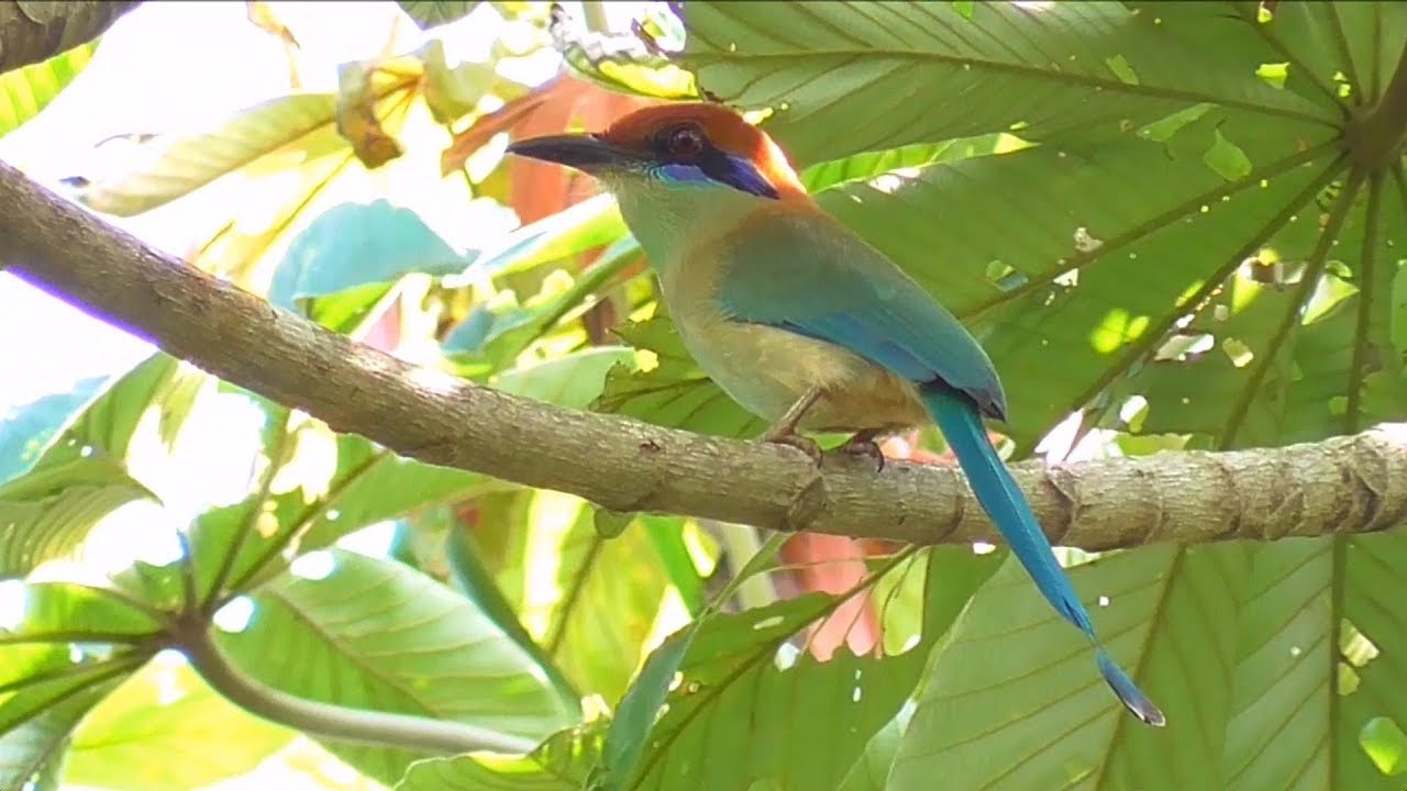 Russet-crowned Motmot in Mexico.