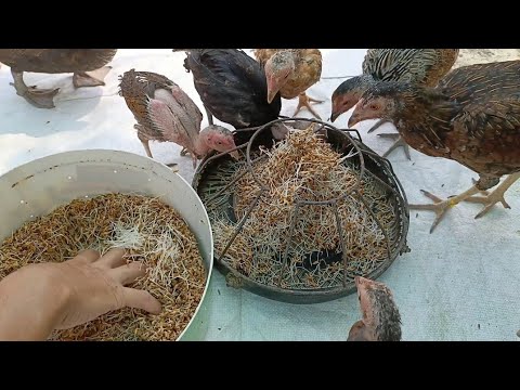 I've only had arlo for a day and a half мем. I only for 3 days. Only 3 days. Day 3. Had sentences.