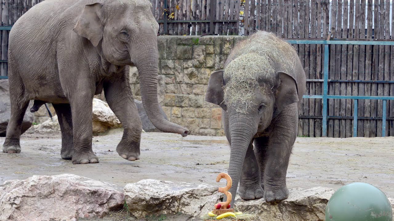 állatkert Budapest Születésnap