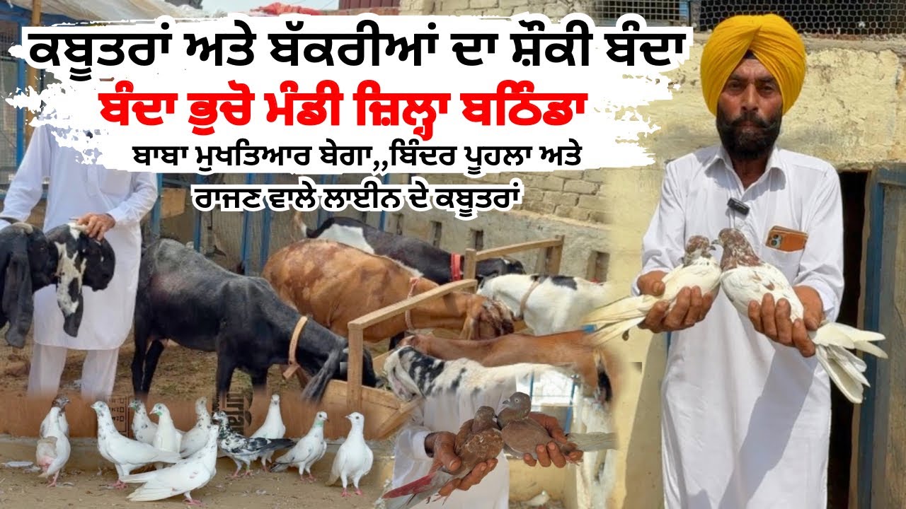 ਬਾਬਾ ਮੁਖਤਿਆਰ ਬੇਗਾ, ਬਿੰਦਰ ਪੂਹਲਾ ਅਤੇ ਰਾਜਣ ਵਾਲੇ ਕਬੂਤਰਾਂ ਦਾ ਸ਼ੌਕ,,ਬੰਤਾ ਭੁਚੋ ਮੰਡੀ ਜ਼ਿਲ੍ਹਾ ਬਠਿੰਡਾ 